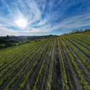 Degustazione e Visita "Antologia del Castello" presso la Cantina Castello di Uviglie