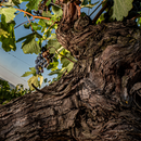 Degustazione e Visita "Antologia del Castello" presso la Cantina Castello di Uviglie