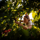 Degustazione e Visita "I Sapori del Monferrato" presso la Cantina Castello di Uviglie