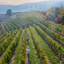 Degustazione e Visita presso Cantina Broglia-Da Invecchiamento