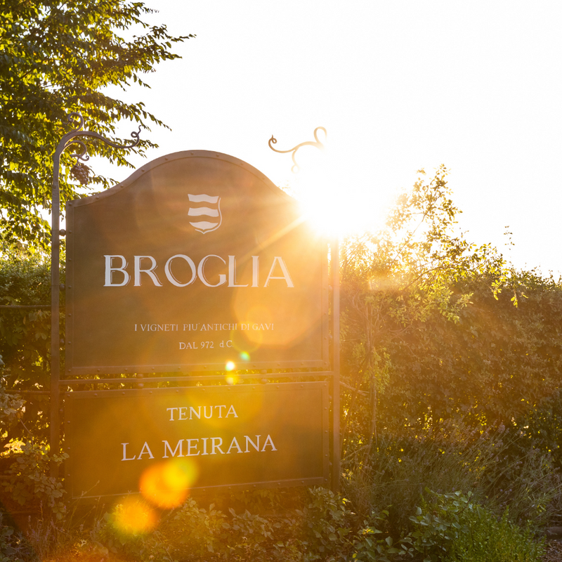 Harvest Experience presso Cantina Broglia