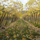 Degustazione e Visita in Cantina Corte Adami - La Collezione