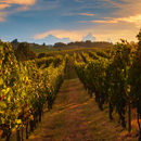 Degustazione e Visita presso le Cantine dei Marchesi Incisa della Rocchetta