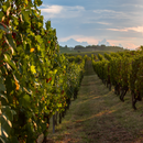 Degustazione e Visita presso le Cantine dei Marchesi Incisa della Rocchetta