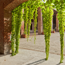 Degustazione e Visita presso le Cantine dei Marchesi Incisa della Rocchetta