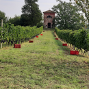 Degustazione e Visita presso le Cantine dei Marchesi Incisa della Rocchetta