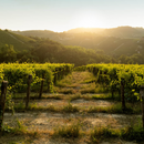 Degustazione Gli Stendardi presso Podere Gagliassi