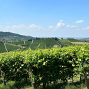 Degustazione Gli Stendardi presso Podere Gagliassi