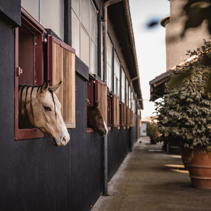 Soggiorno ,Pranzo, Passeggiata a cavallo & Degustazione in Cossetti Ranch Winery