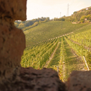 Degustazione e Visita Cantina Taliano Michele- Il Ciabòt