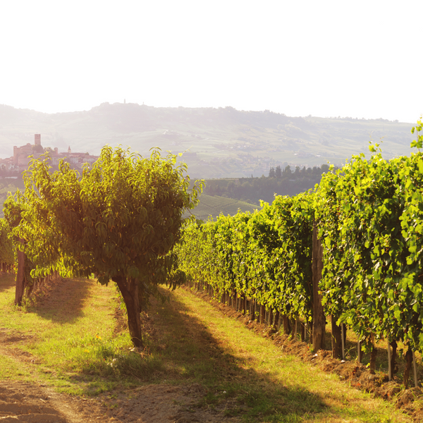 Degustazione Quattro Calici presso Poderi Gianni Gagliardo