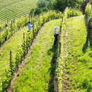 Degustazione Le Radici presso Poderi Gianni Gagliardo