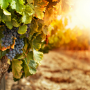 Degustazione e Visita in Tenuta Bricco San Giorgio - Barbera Grapes