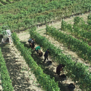 Degustazione e Visita in Tenuta Bricco San Giorgio - La Panoramica